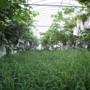 임마누엘농장 이미지