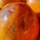 삼인농장 이미지