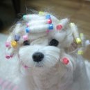 개이쁨 이미지