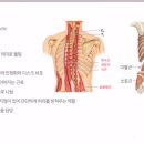 비니테라피 요가Ⅱ 이미지