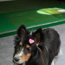 오시리아 골프존 이미지