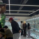 인천강아지분양 테디럽 이미지