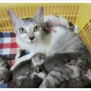 (재등록) 지하공장 환기구에서 출산하여 구조된 이제 두달된 아기고양이들 입니다 중곡동 /남2 여1 이미지