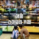 스마일러펫 | 애월 테마카페 동물카페 스마일러 먹이주기 파충류분양