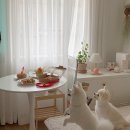 오지의 펫테이블 이미지