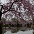 연지못의 벚꽃 이미지