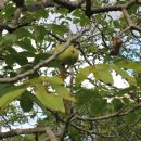 대한농장 이미지