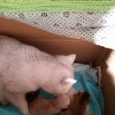 부산뱅갈하우스 이미지