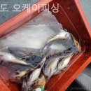 오케이피싱
