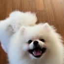 스텔라봉 이미지