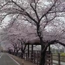 순천 동천변 용당뚝방 벚꽃길.. 이미지