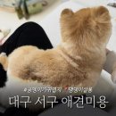 댕댕이미용실 | 대구 서구 애견 미용 평리동 댕댕이살롱