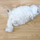 심쿵하냥 이미지