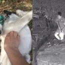 반려견 이해하기(펫) 이미지