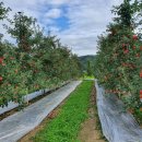 동서농장 이미지