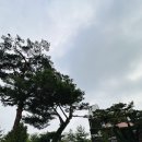 대한민국만세삼계탕 - 용인시 수지구 수지로342번길 7 | 용인 수지 맛집 초복 몸보신 완료! 상황버섯 삼계탕으로 기력 보충한 ‘대한민국만세 삼계탕’ 솔직 후기