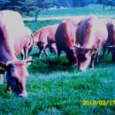 천수만목장 2 이미지