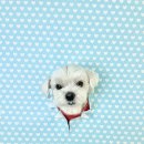 멍문대 애견유치원 이미지