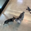 개꼬신내 이미지