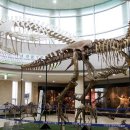 안면도쥬라기박물관 이미지