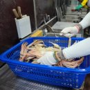 기장싱싱대게 네이버블로그