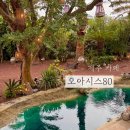 오아시스 | 제주 애월카페 추천 이동건이 하는 오아시스80 솔직후기