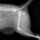 나비동물병원 이미지