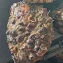 전복사랑 이미지