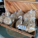 산방산 머물다 | 서귀포 산방산카페 바다와 산방산이 보이는 뷰 맛집 지오아라