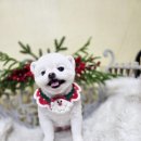 블링블링펫 이미지