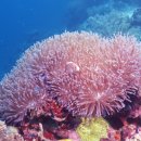 산호 이미지