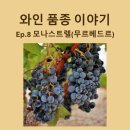 [와인 품종 이야기 EP.8] 모나스트렐(무르베드르) - 스페인과 남프랑스의 태양을 머금은 와인 (품종...