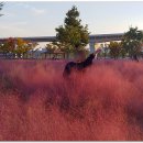 낙동강체육공원 1번주차장 이미지