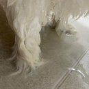 헬로펫 | 산책 후 필수템, 헬로마이펫 강아지발세정제 사용 후기