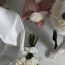 조이댕댕 | Wedding #5 부산어반스튜디오 럽조이,온도메이크업, 강아지동반웨딩촬영tip