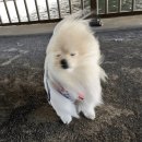 2년 동안 신어본 내돈내산 레인부츠 후기(락피쉬웨더웨어 롱 플랫폼)