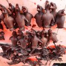 251127-1201 인도네시아 마나도 2 이미지