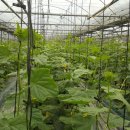 순애축산 이미지