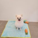 백설애견 이미지