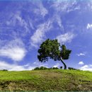 소나무풍경 이미지