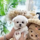 광주강아지분양 고양이분양 24시 데려가개본점 네이버블로그