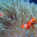 지상낙원 c 이미지