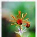 솜방망이 이미지