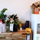 닭쟁이피자쟁이 이미지