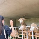 설악목장 이미지