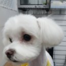 오늘도귀엽개 이미지