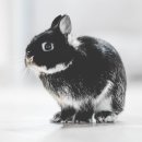 토끼