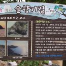 솔향기 이미지