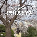 낙동강 벚꽃축제 푸드존 | 부산 낙동제방 벚꽃길 낙동강 정원 축제 기본정보 주차 포토존