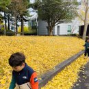 가을아, 잘가👋 제주대학교 산책다녀왔어요 이미지
